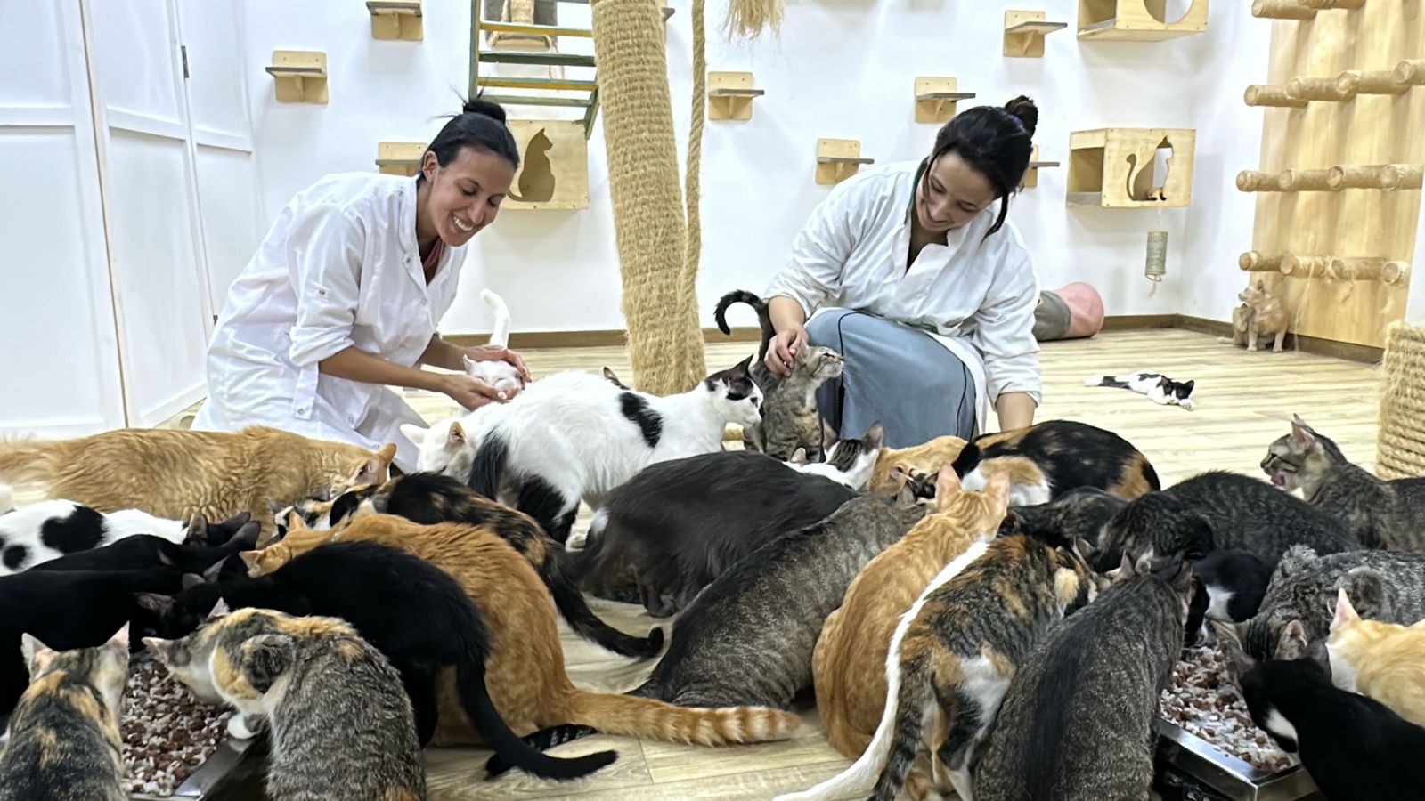 Volunteers feeding dozens of cats at the shelter